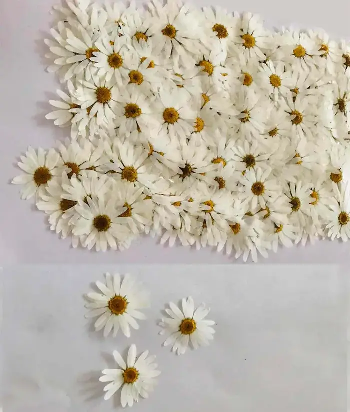 100 pièces de fleurs séchées pressées de Péricallis Hybrida blanches, pour herbarium, fabrication de bijoux en résine époxy, maquillage visage, nail art et artisanat