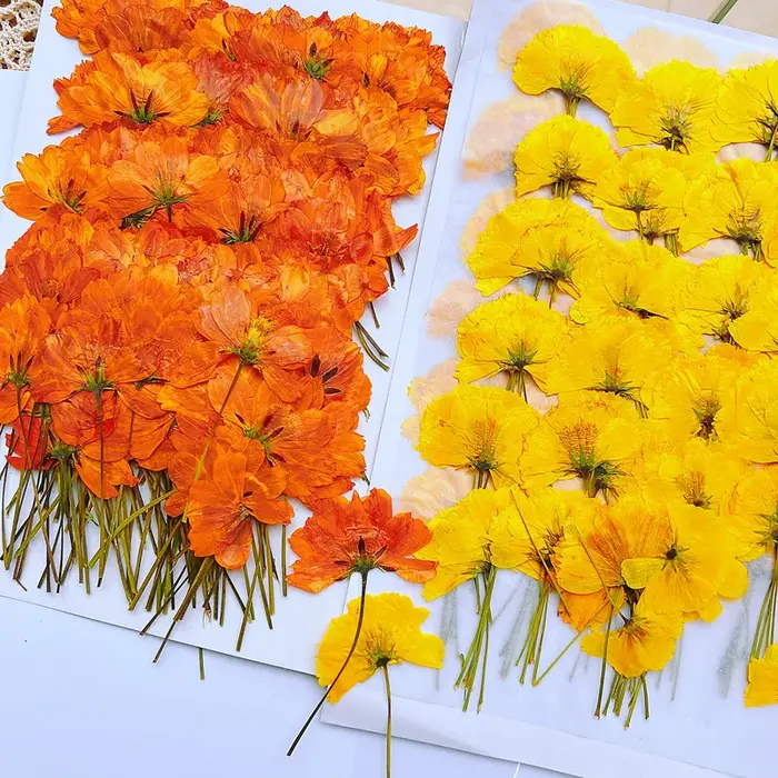 120 pièces de fleurs séchées pressées