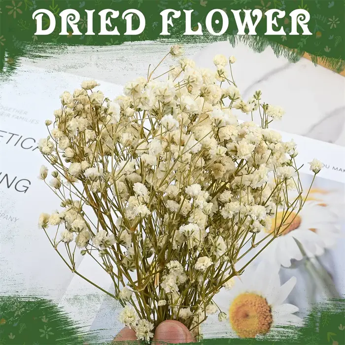 50 Pièces de Fleurs Séchées Naturelles Colorées Gypsophiles pour Arrangements Floraux DIY, Cadeaux de Mariage, Décoration de la Maison, Remplisseurs de Vases