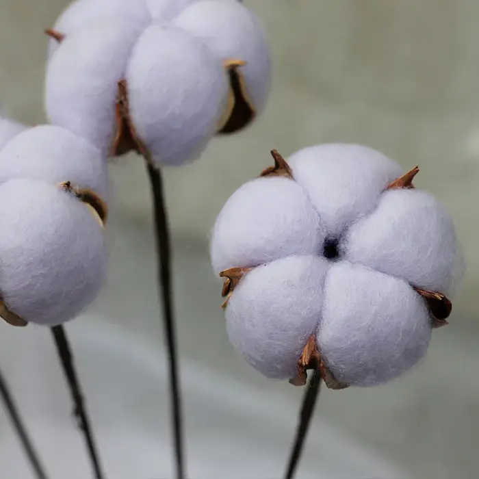 Fleur naturelle séchée en coton