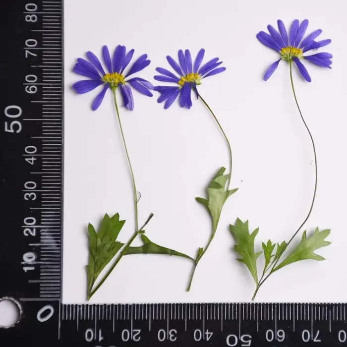 12 pièces, fleurs pressées séchées à l'iris à tige violette