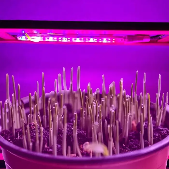 Lampe de croissance pour plantes LED à spectre complet, lampe USB réglable pour succulentes, semis, culture hydroponique et jardin d'intérieur