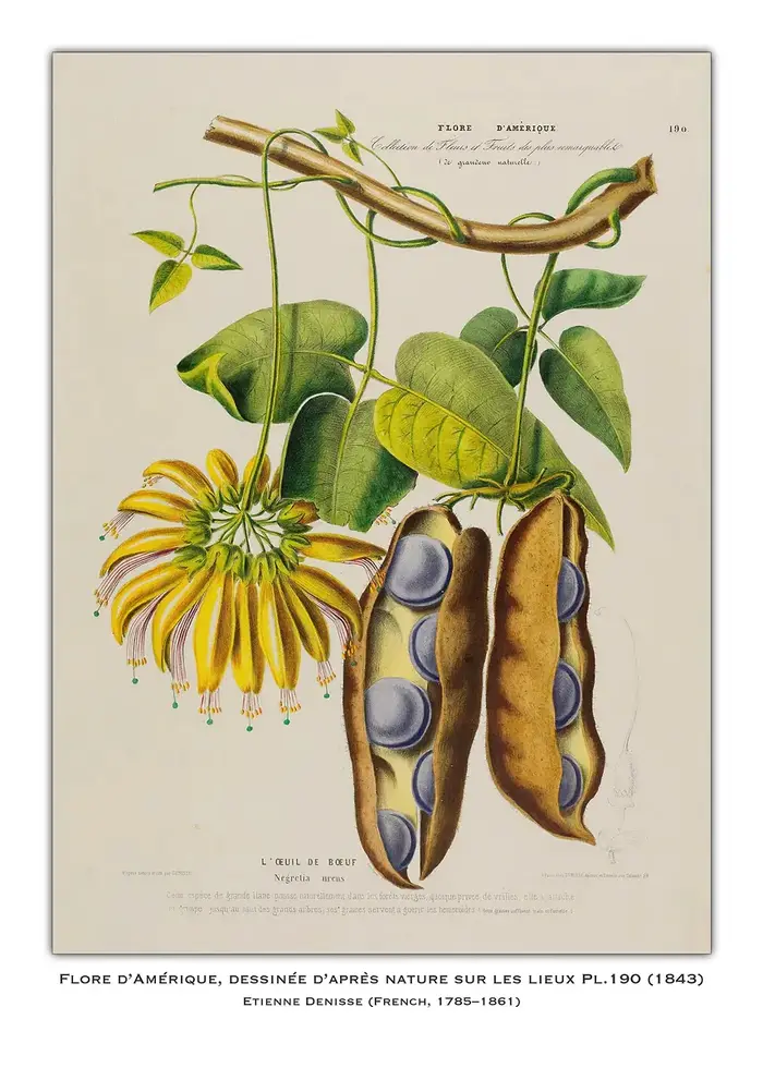 Affiche d'illustration d'étude botanique de Fruits et légumes Vintage, imprimés de chou et de radis,