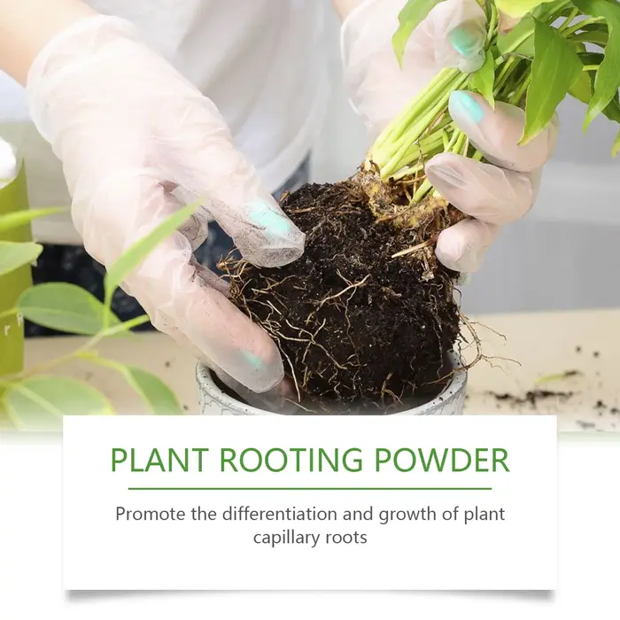 Poudre d'enracinement de plantes pour le jardinage domestique