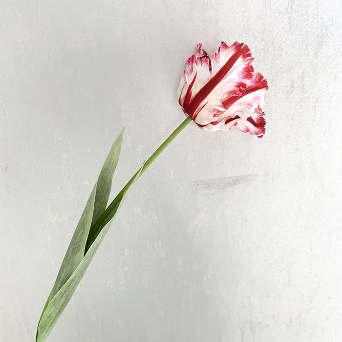 Branche de tulipe perroquet 3D de luxe, 1 pièce, fleurs artificielles au toucher réel pour mariage, 