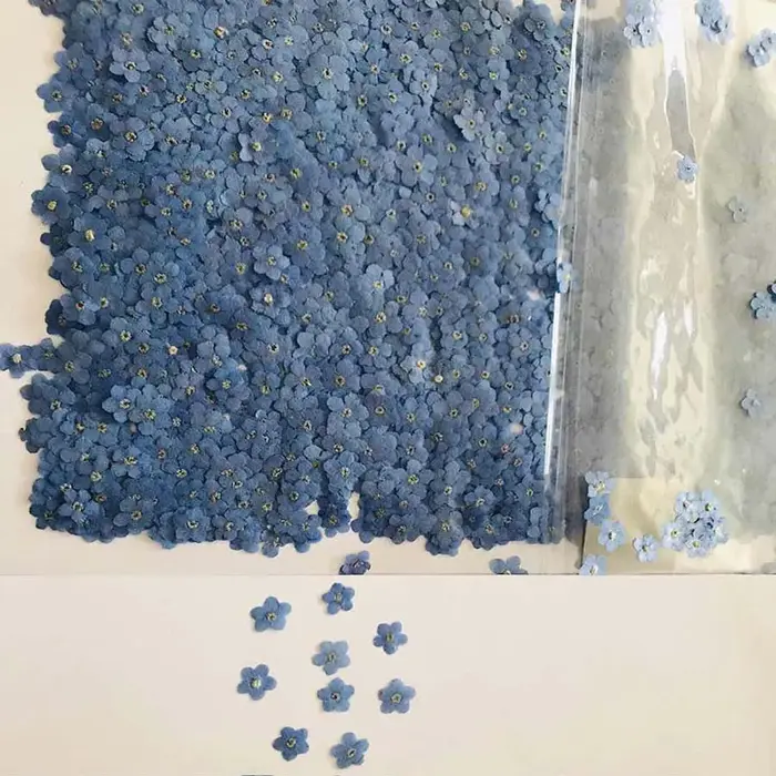 120 pièces pressées oublier-moi pas fleur séchée Mini bleu Myosotis Sylvatica plante herbier pour bi