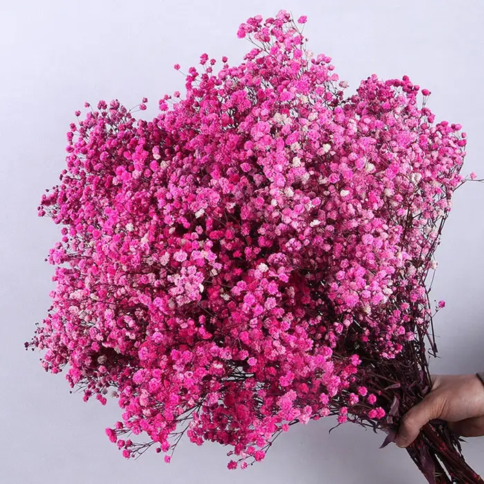 Bouquet de fleurs de gypsophile séchées naturelles