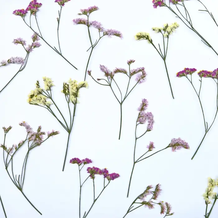 6 pièces, fleurs séchées pressées en herbe de cristal véritable