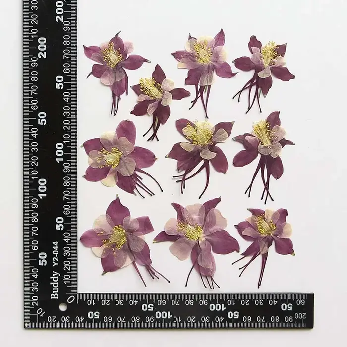 Véritables têtes de fleurs de colombine de jardin séchées naturelles PMurcia, presse à sec Aquilegia