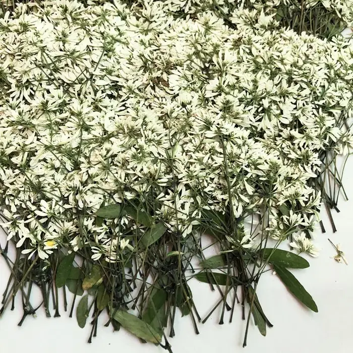 Fleurs séchées PMurcia Euphorbia Graminea, fleur Sunk, plante, herbier pour bijoux, marque-page, car