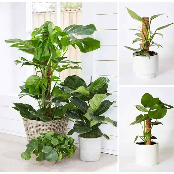 Poteau Totem en coco pour plantes grimpantes