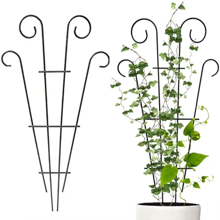 Plantes vigne grimpante treillis