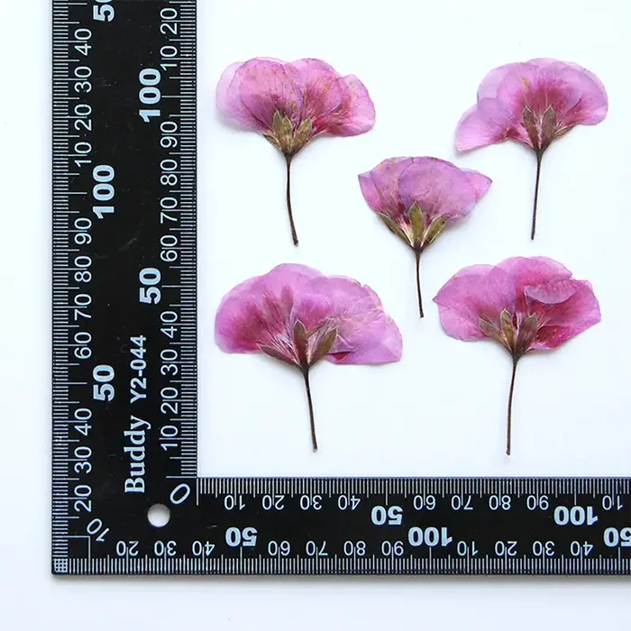 12 pièces, fleurs de géranium séchées et pressées, pour bricolage, marque-pages, artisanat en résine