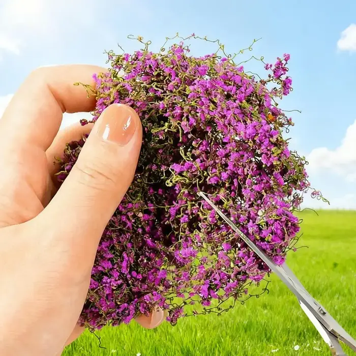 Simulation de vigne micro paysage