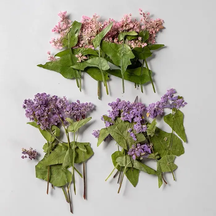 Fleur de sarrasin pressée