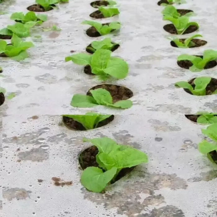 Film PE pour plantes de couverture au sol