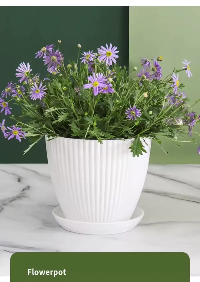 Petit pot à succulentes