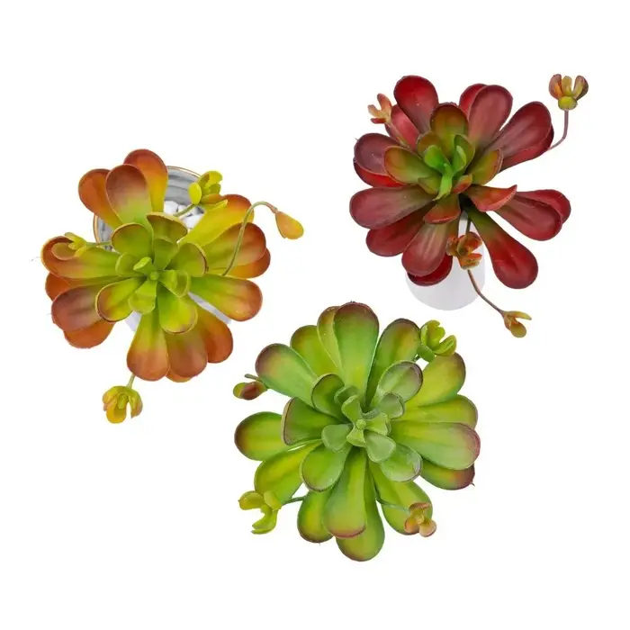 Plante succulente artificielle réaliste au toucher authentique