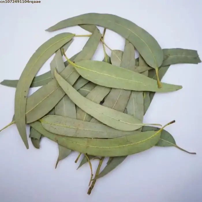 Feuilles d'eucalyptus séchées naturelles