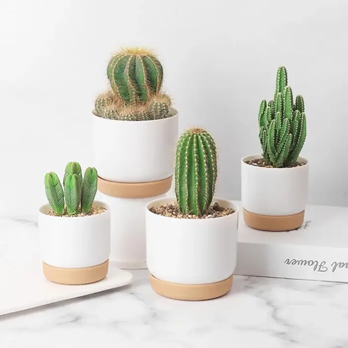 Petit pot de plantes vertes succulentes, double couche, aneth
