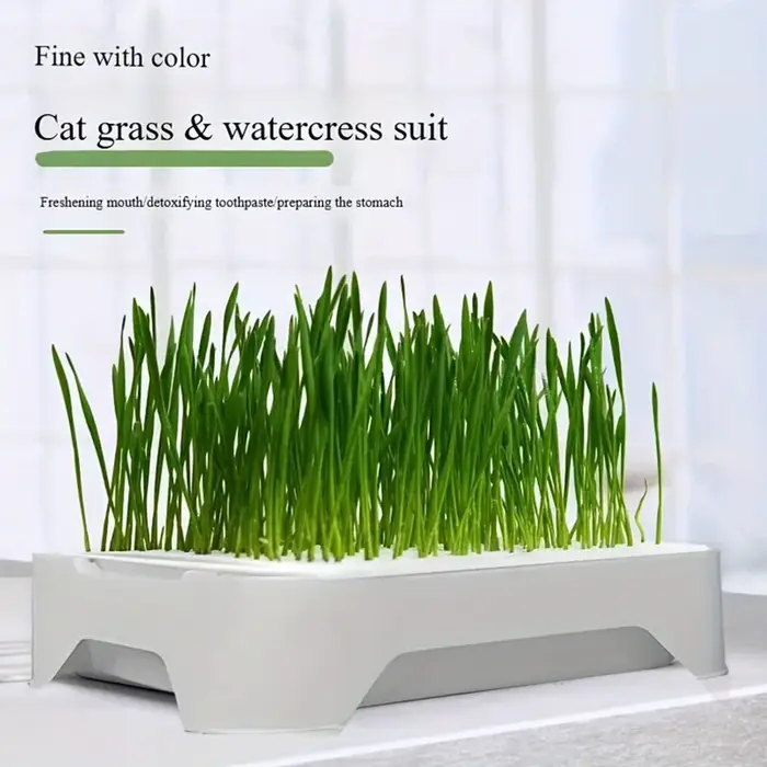 Bac de culture hydroponique pour herbe à chat