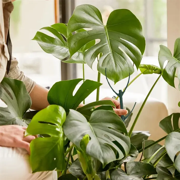 Supports de plantes en plastique