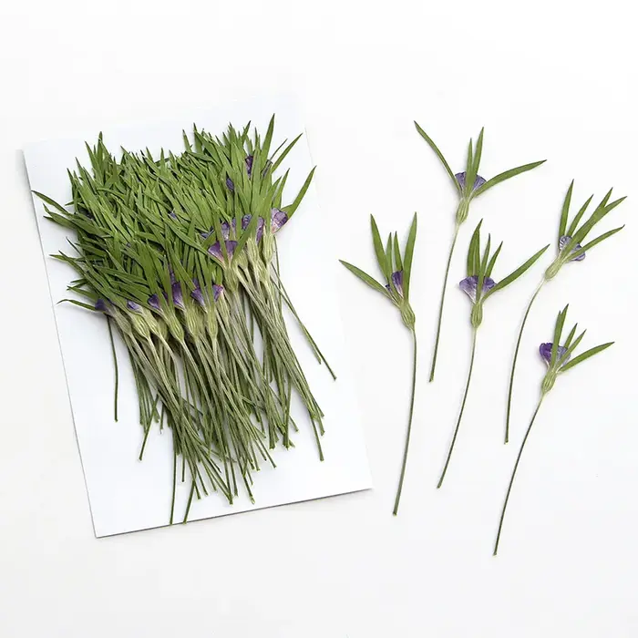 12 pièces, fleurs séchées naturelles d'Agrostemma Githigo pressées