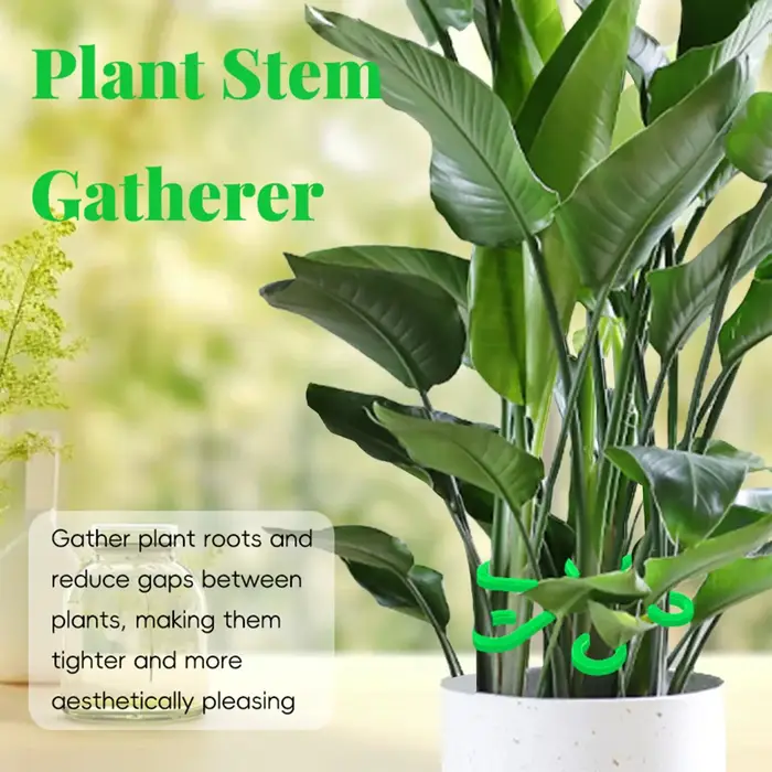Supports de tiges pour plantes d'intérieur