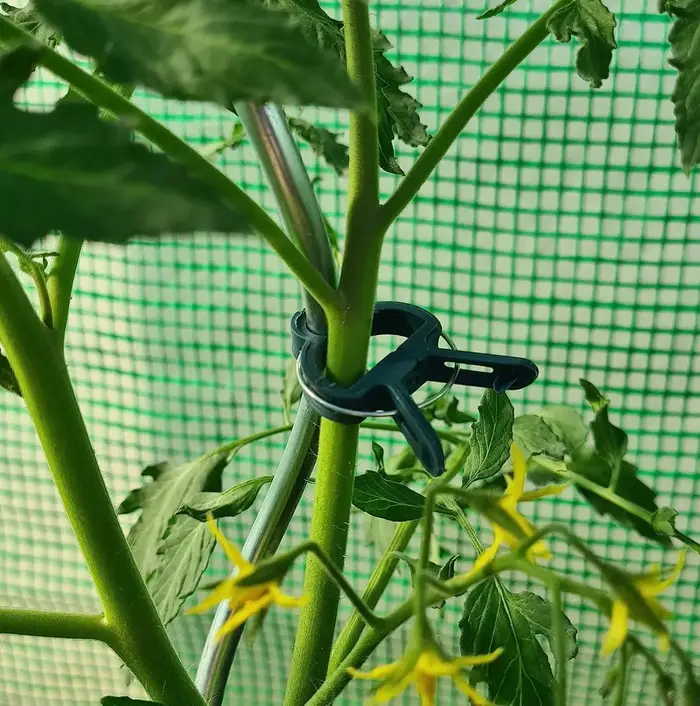 Clips de jardinage pour plantes
