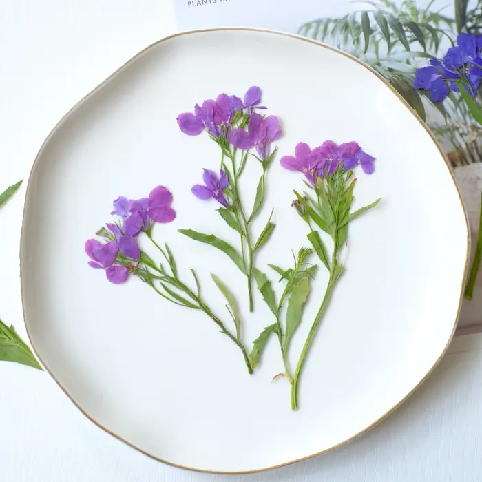 6 pièces/8-13 cm, fleurs séchées pressées naturelles Lobelia Erinus avec tiges