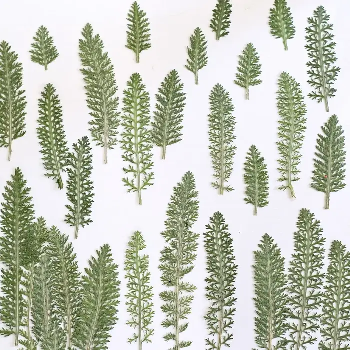 24 pièces, Feuilles de fleurs de curry pressées et séchées