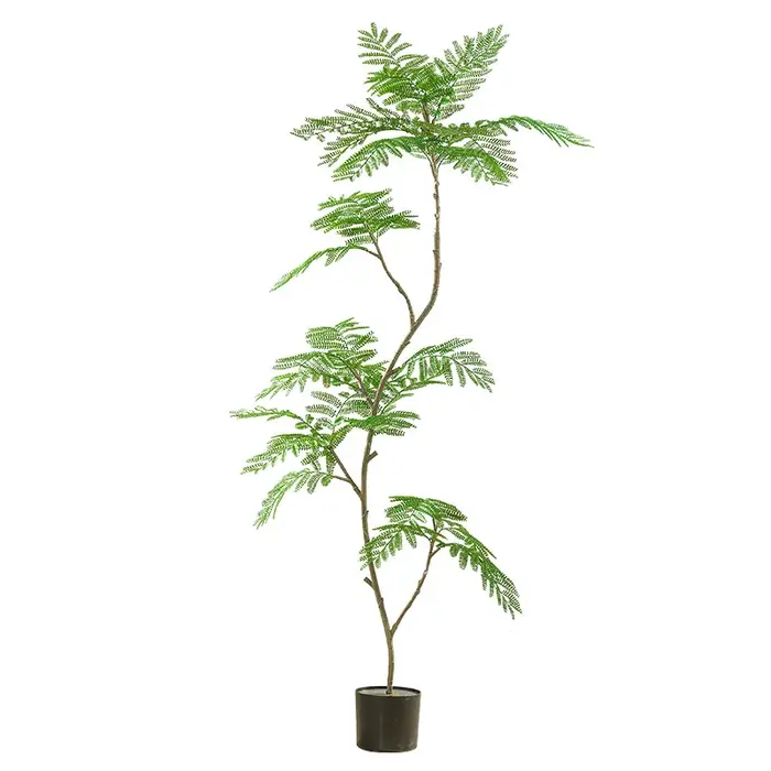 Simulation de plante verte Jacaranda
