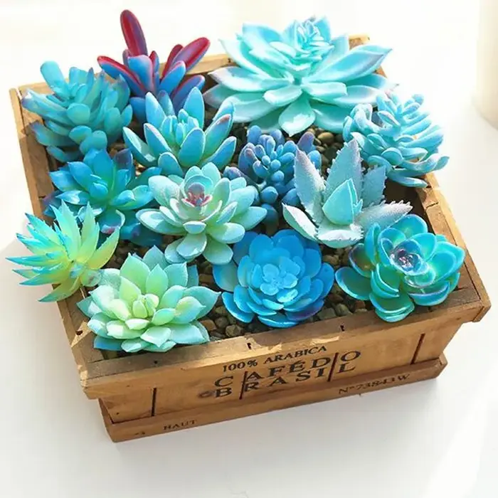 Plantes succulentes artificielles bleues