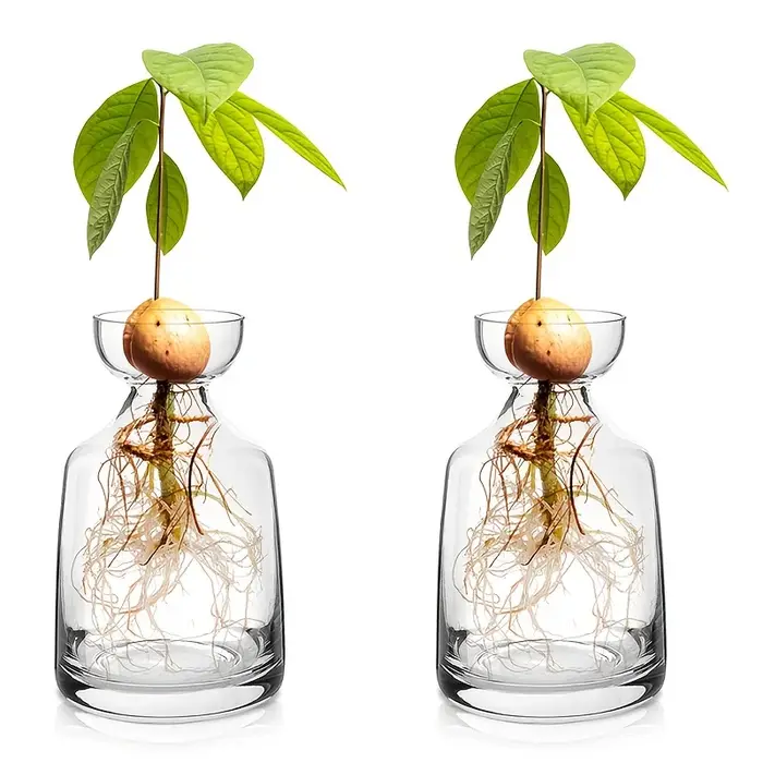 Vase de démarrage de graines d'avocat en deux pièces - Créez votre propre arbre