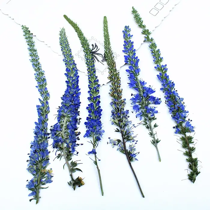 12 pièces, fleurs de lavande de Salvia violet séchées