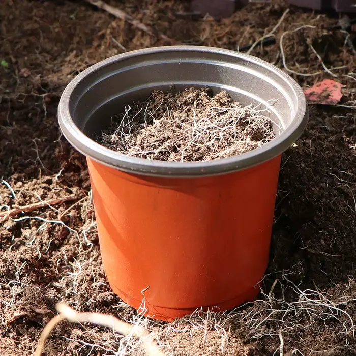 Pot de plantes de jardin