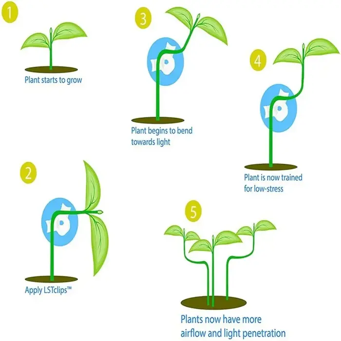 Clips d'entraînement pour cintreuse de Branches de plantes