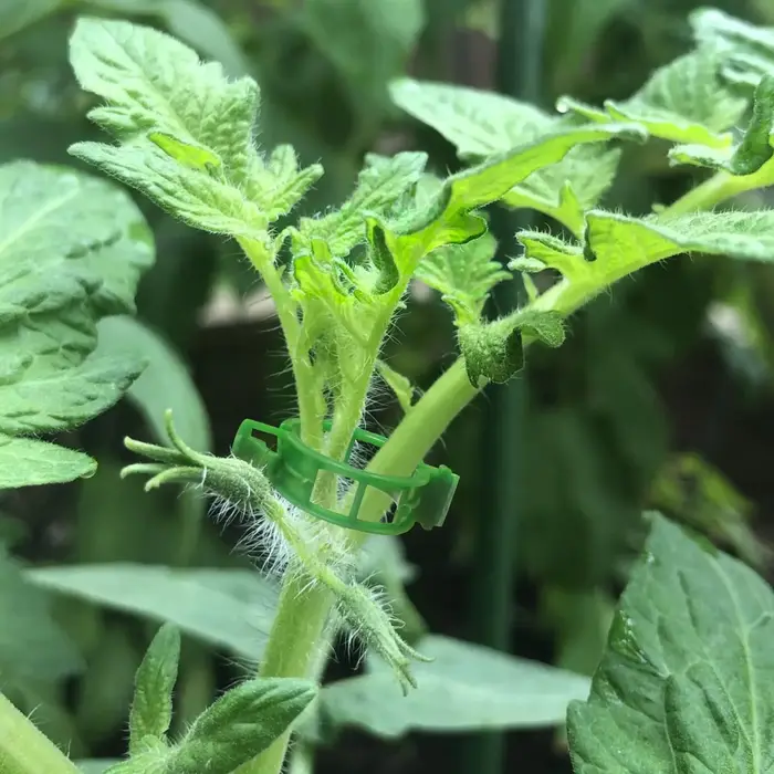 Clips de Support pour plantes-Clips à tomates pour treillis de ficelle