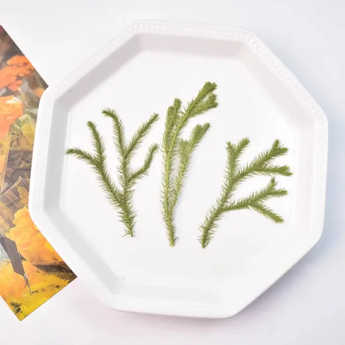 Agaricus véritable feuille fleur sèche plante faite à la main autocollants décoration imitation