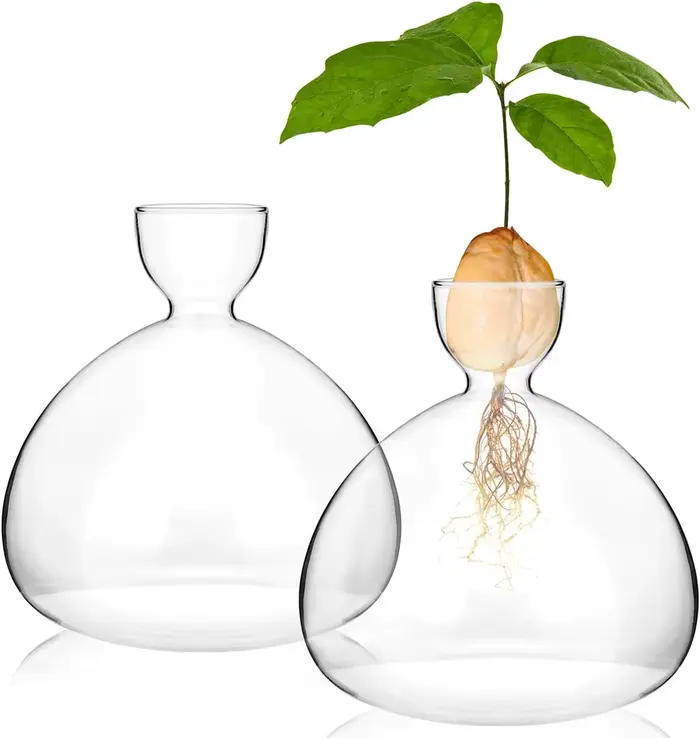Vase en verre pour semis de graines d'avocat