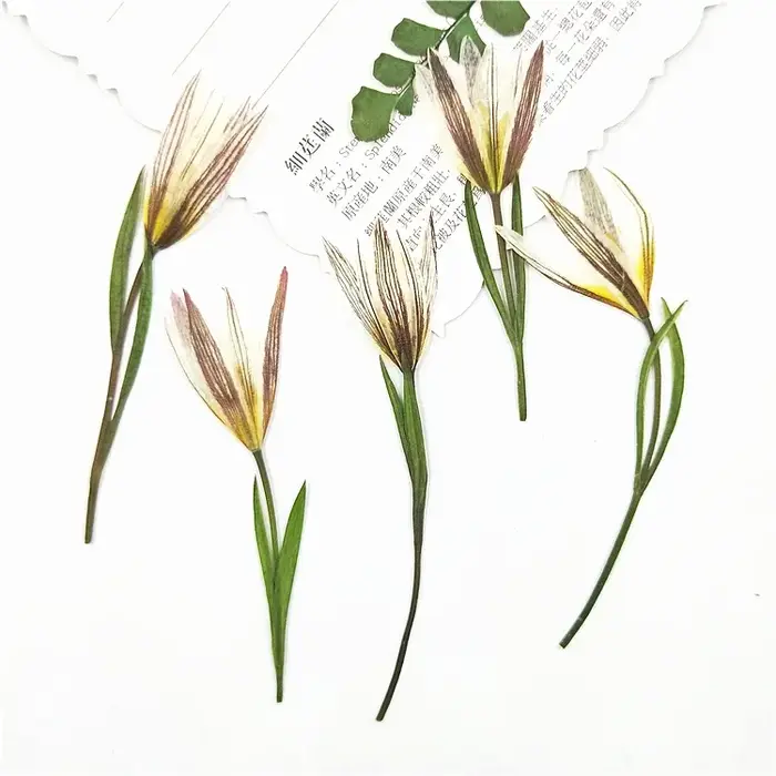 Petites fleurs naturelles de lys séchées