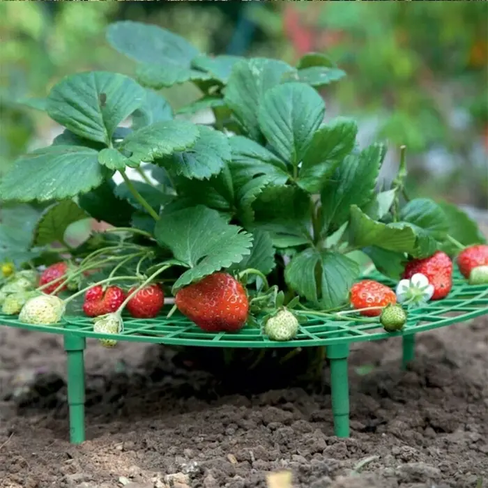 Supports pour plantes de fraises