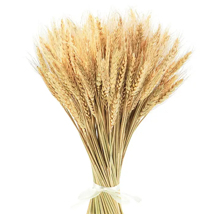 Sunks de blé séché pour la décoration de la maison