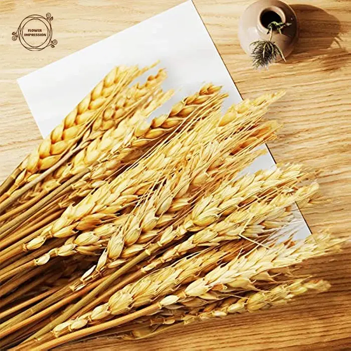 Sunks de blé séché pour la décoration de la maison