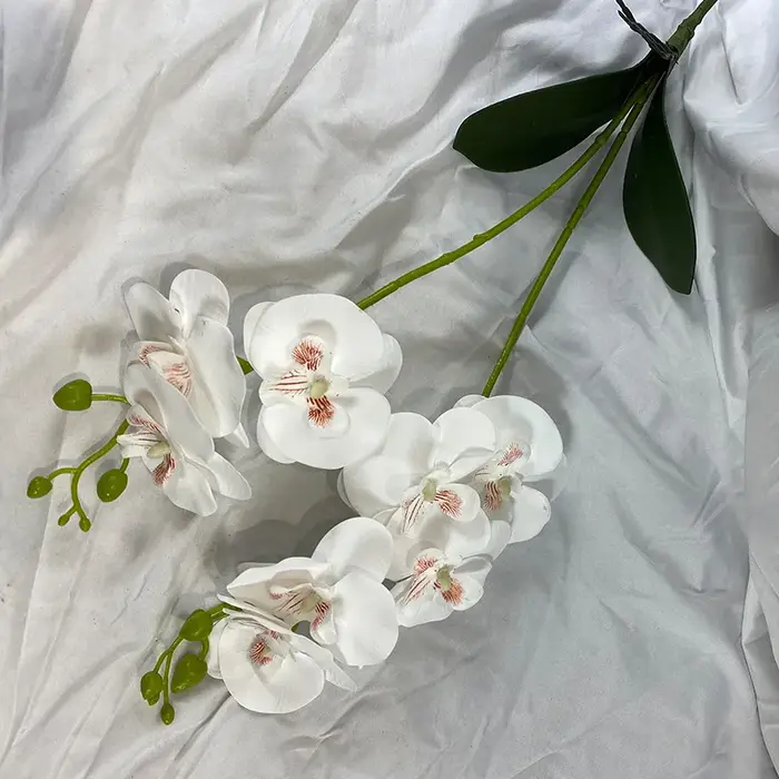 Orchidée papillon avec feuille