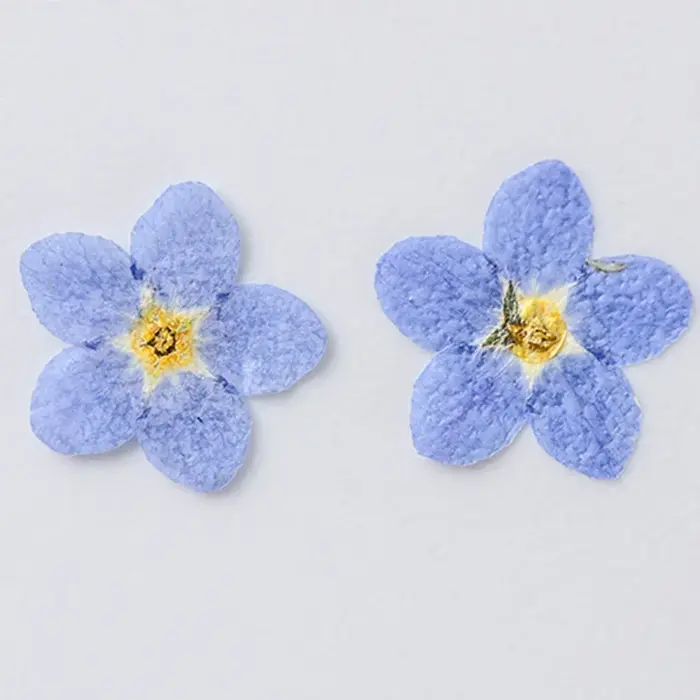 100 fleurs de myosotis