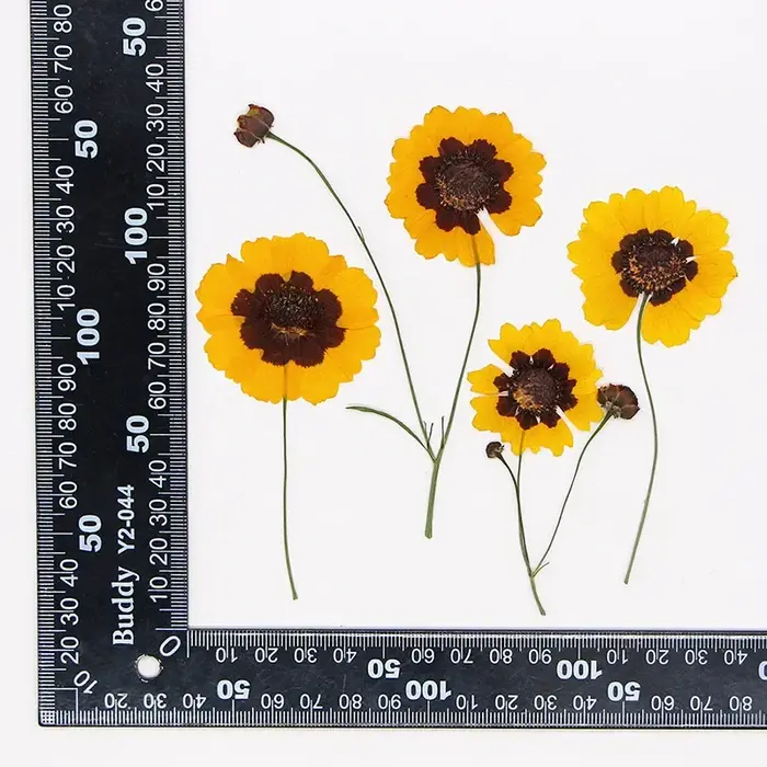 Têtes de fleurs de Tinctoria pressées dans la nature, véritable matériel végétal, décor d'invitation