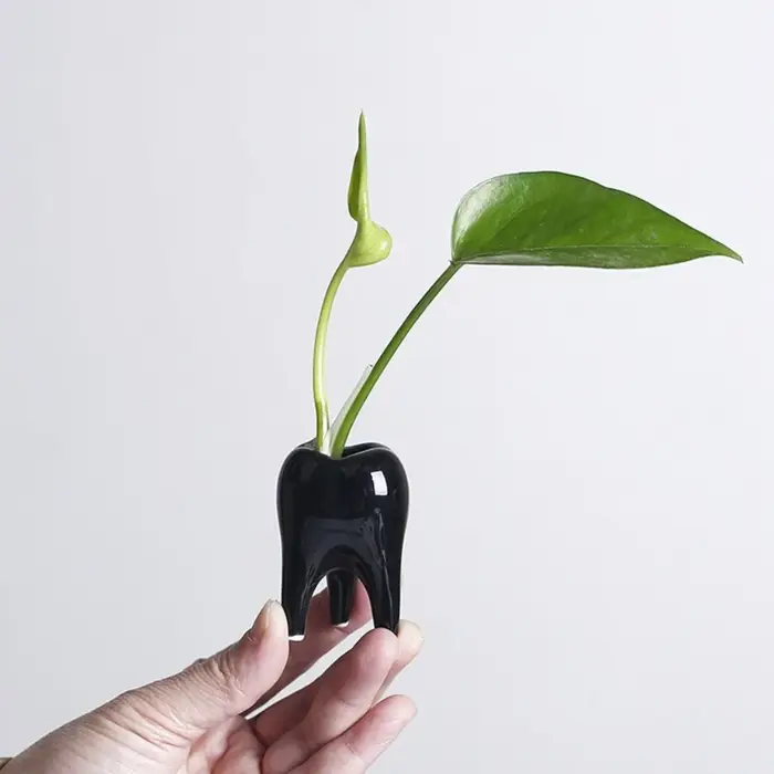 Pot plante charnue en céramique en forme dent