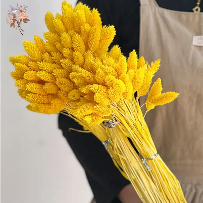 100 pièces de fleurs séchées naturelles Phalaris pour remplissage de vase