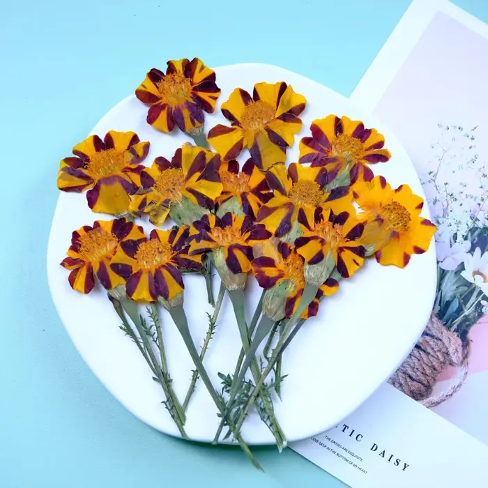 12 pièces, fleurs de souci séchées pressées jaunes et de Zinnia avec tiges-fournitures artisanales de bricolage pour